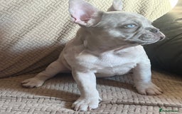 French Bulldog dogs for sale: LAST FEMALE LEFT REDUCED💞 - Image 3
