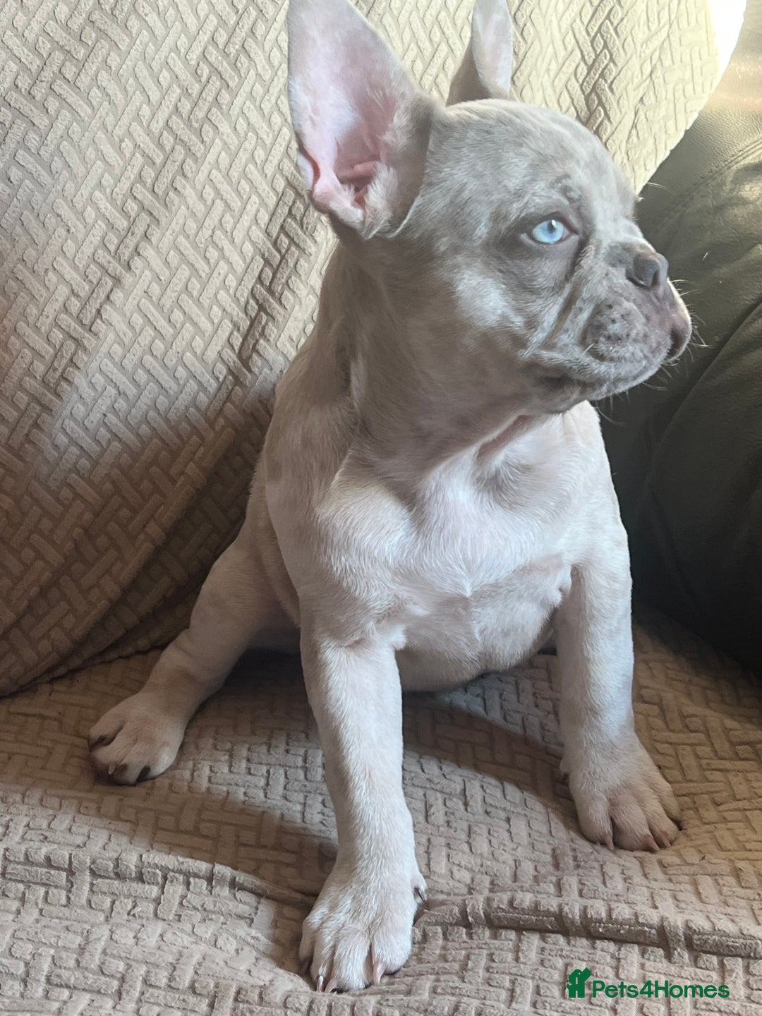 French Bulldog dogs for sale: LAST FEMALE LEFT REDUCED💞 - Image 3