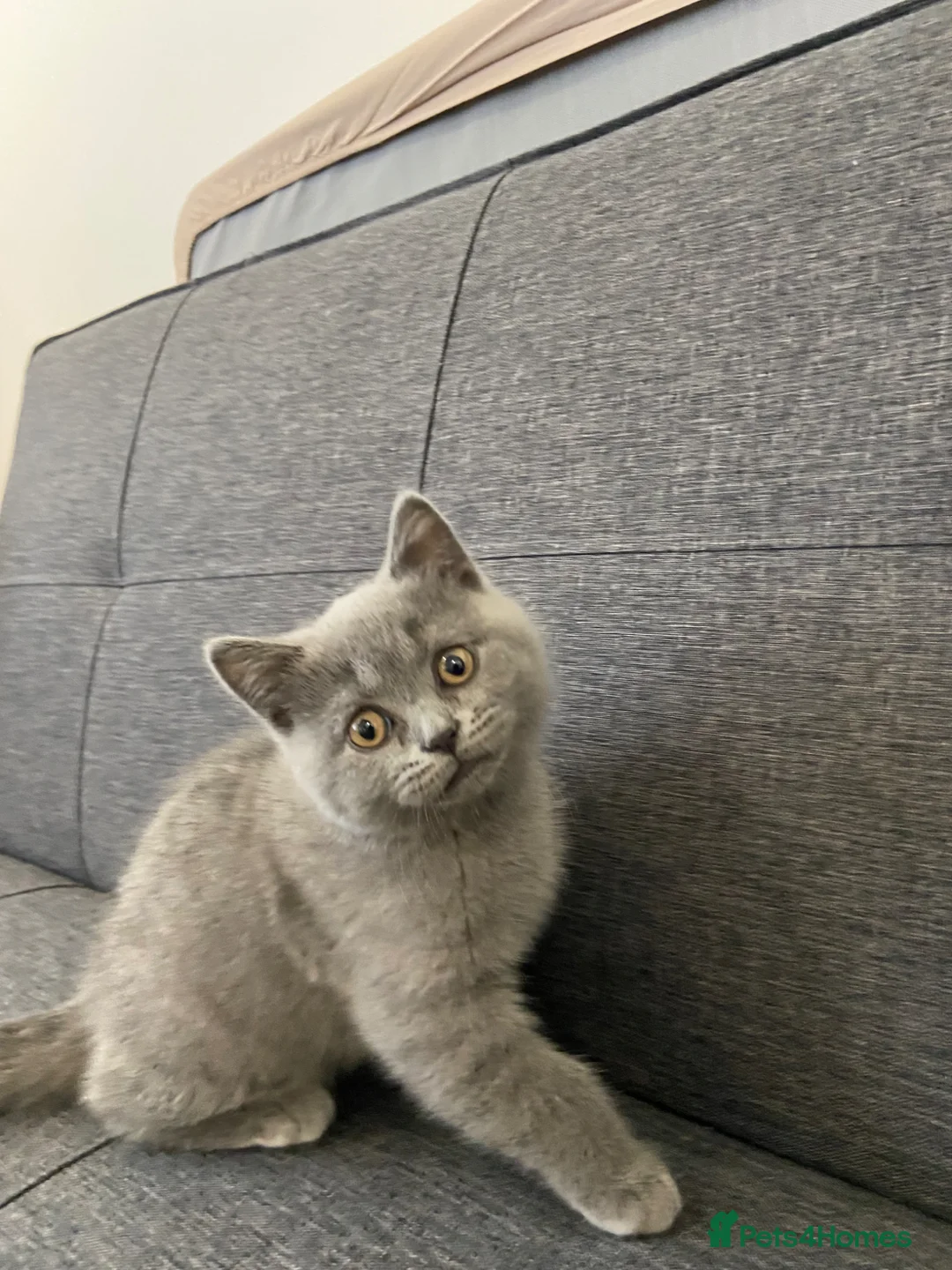 Scottish Fold cats for sale: Last Scottish fold x BSH female kittens available  - Advert 1