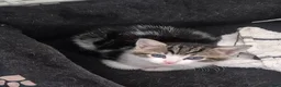 Mixed Breed cats for sale: Cute, Adorable kitten - Advert 1