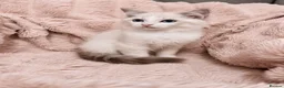 Ragdoll cats for sale: Degruchi Cattery has show quality kittens for sale in Petersfield - Advert 8