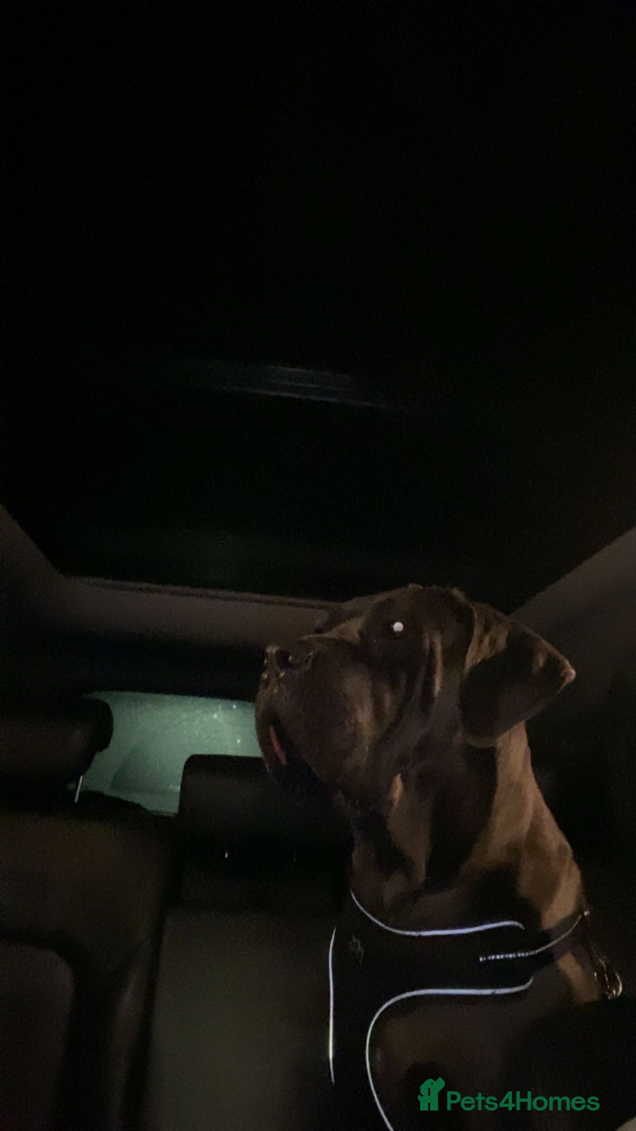 Cane Corso dogs Came corsos  in Halifax - Advert 1