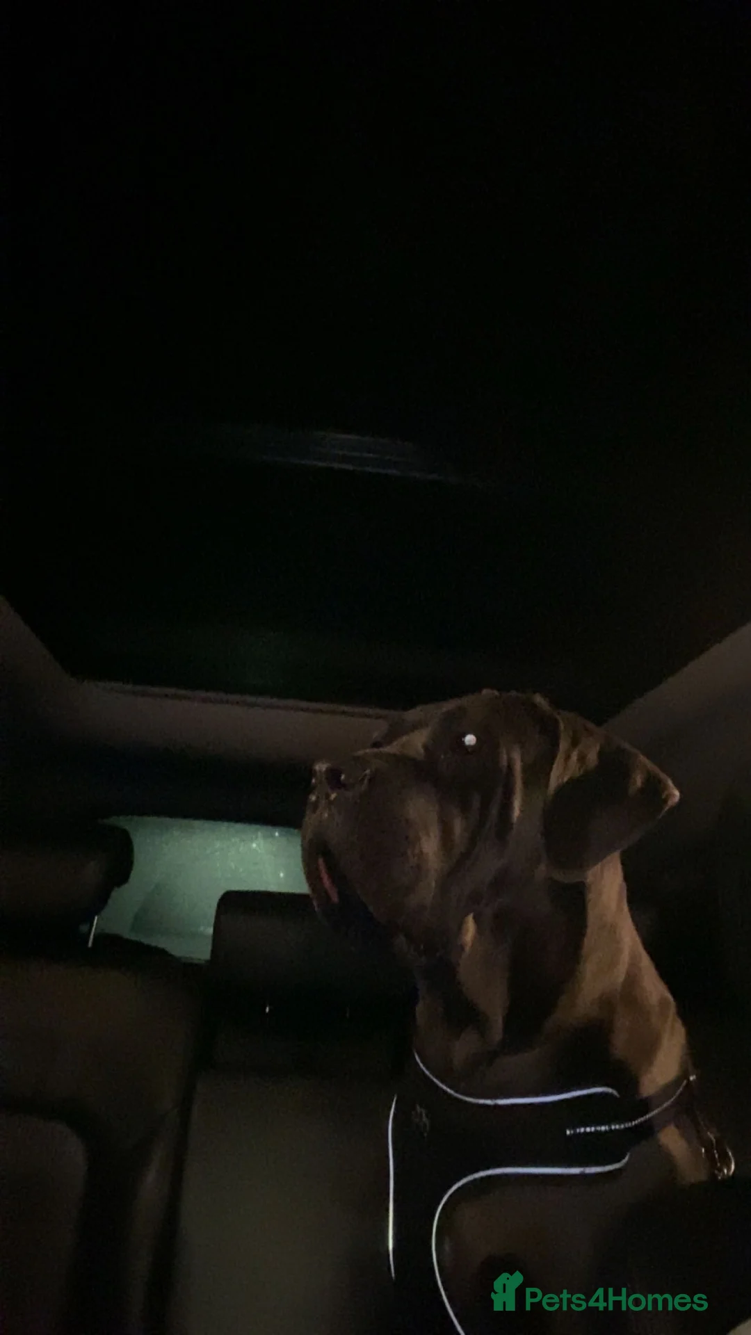 Cane Corso dogs for sale: Came corsos  in Halifax - Advert 1