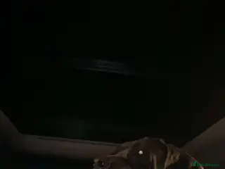 Cane Corso dogs Came corsos in Halifax - Advert 1