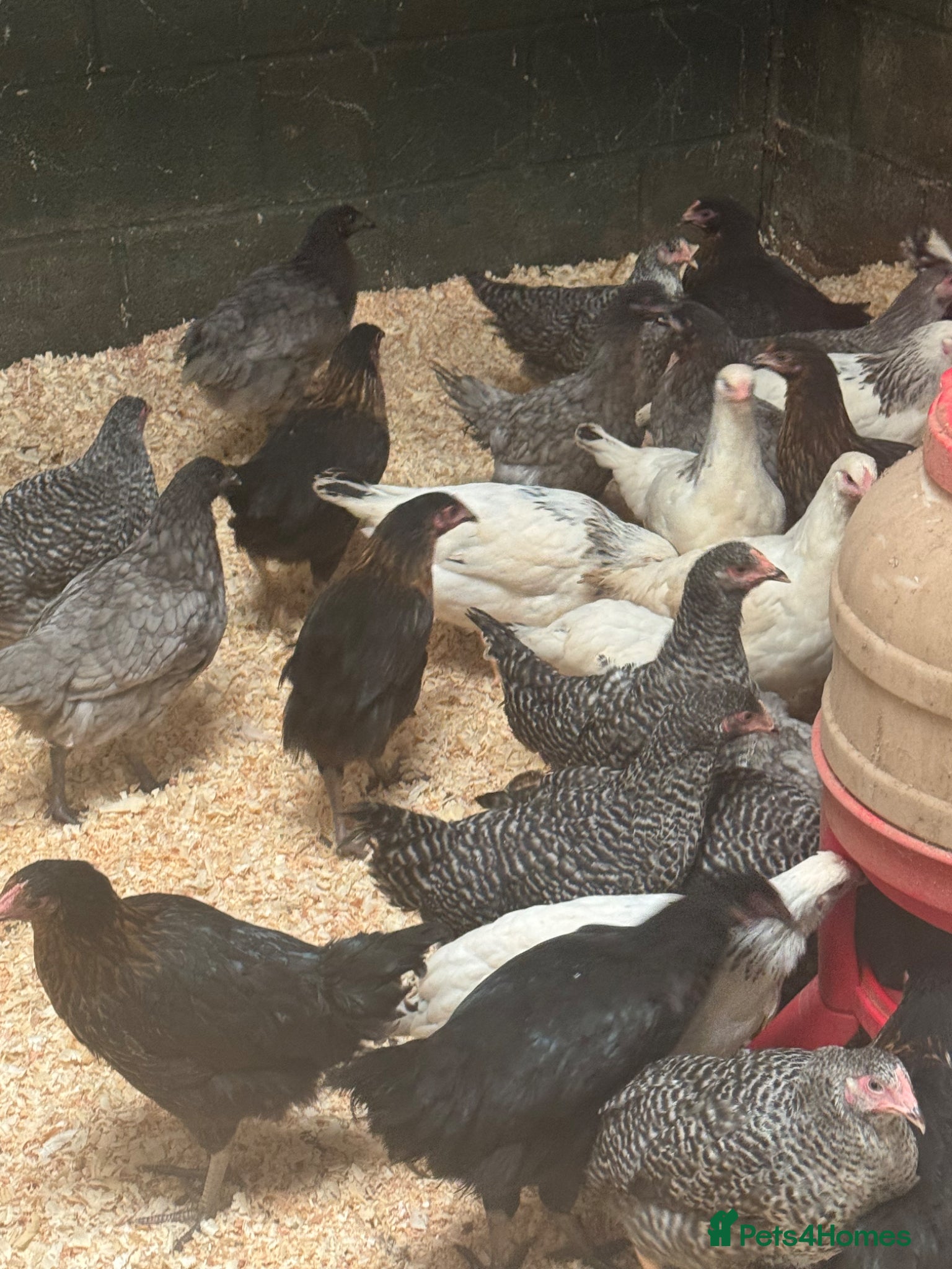 Chickens poultry Hybrids - lovely variety  - Advert 1