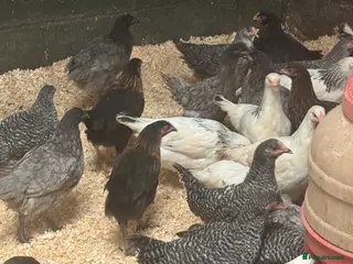 Chickens poultry Hybrids - lovely variety - Advert 3