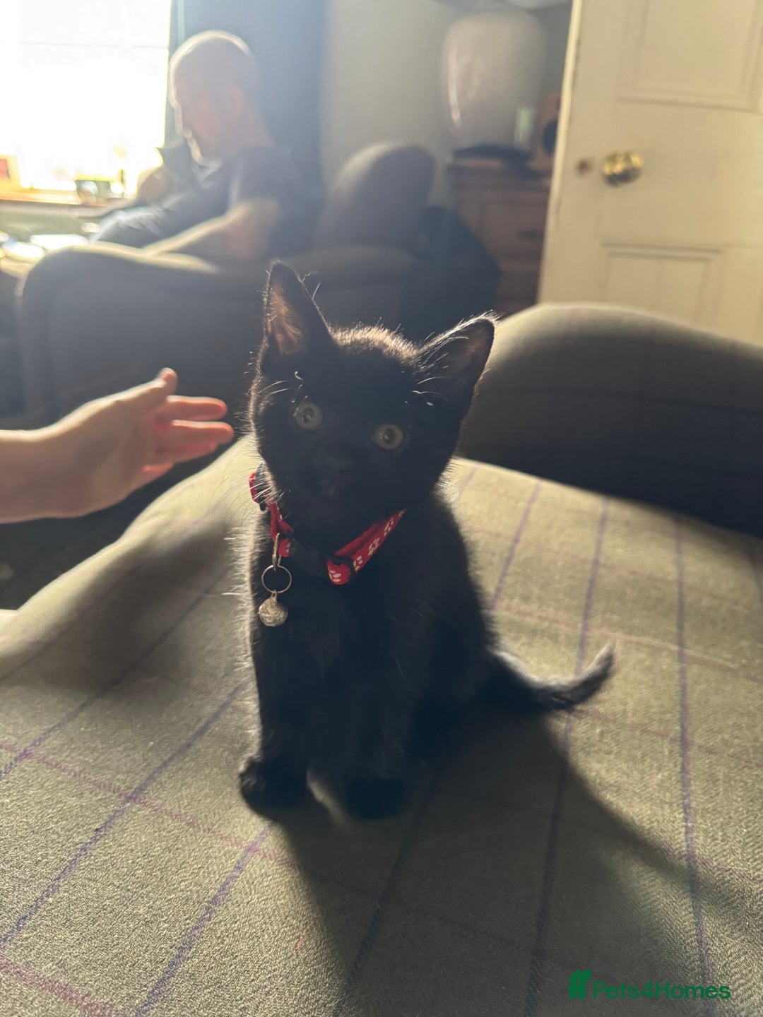 Mixed Breed cats for sale: 3 black British short haired x ragdoll kittens - Image 23