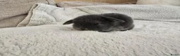 Mini Lop rabbits for sale: Beautiful Lop Bunnies Looking for Homes - Advert 5
