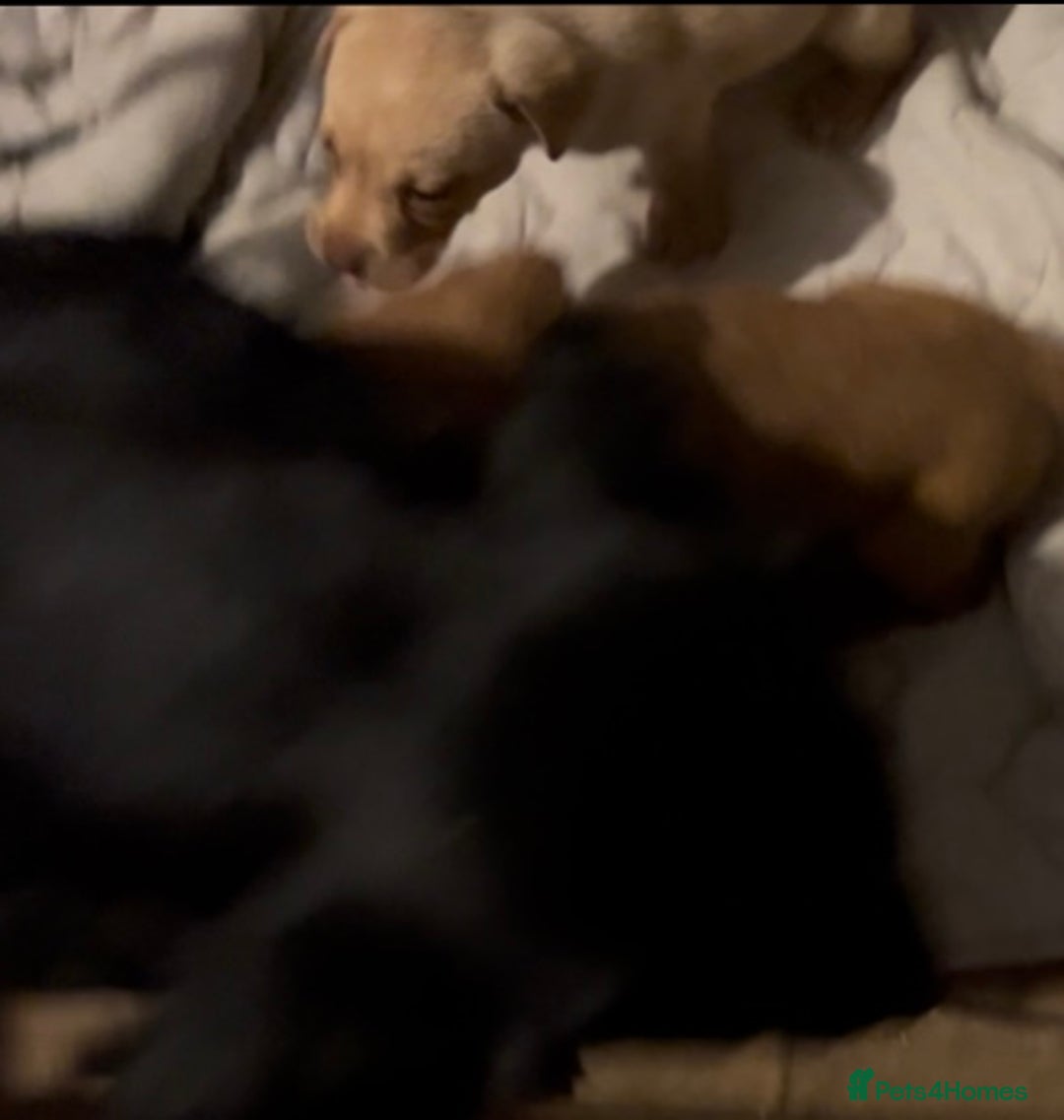 Labrador Retriever dogs for sale: Labrador Puppies - Advert 11