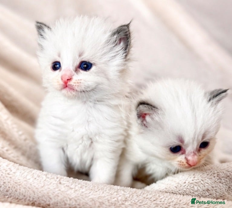 Ragdoll cats Pure ragdoll kittens  - Advert 3