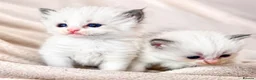 Ragdoll cats for sale: Pure ragdoll kittens  - Advert 1