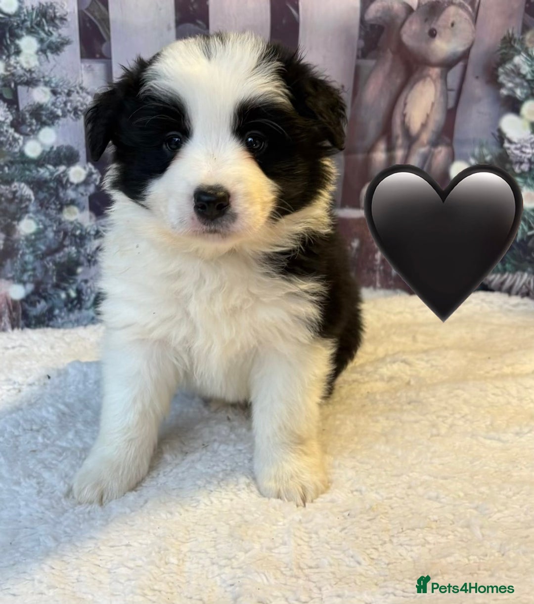 Border Collie dogs for sale: Quality KC Show Line Border Collies 🏅🧬 - Advert 3
