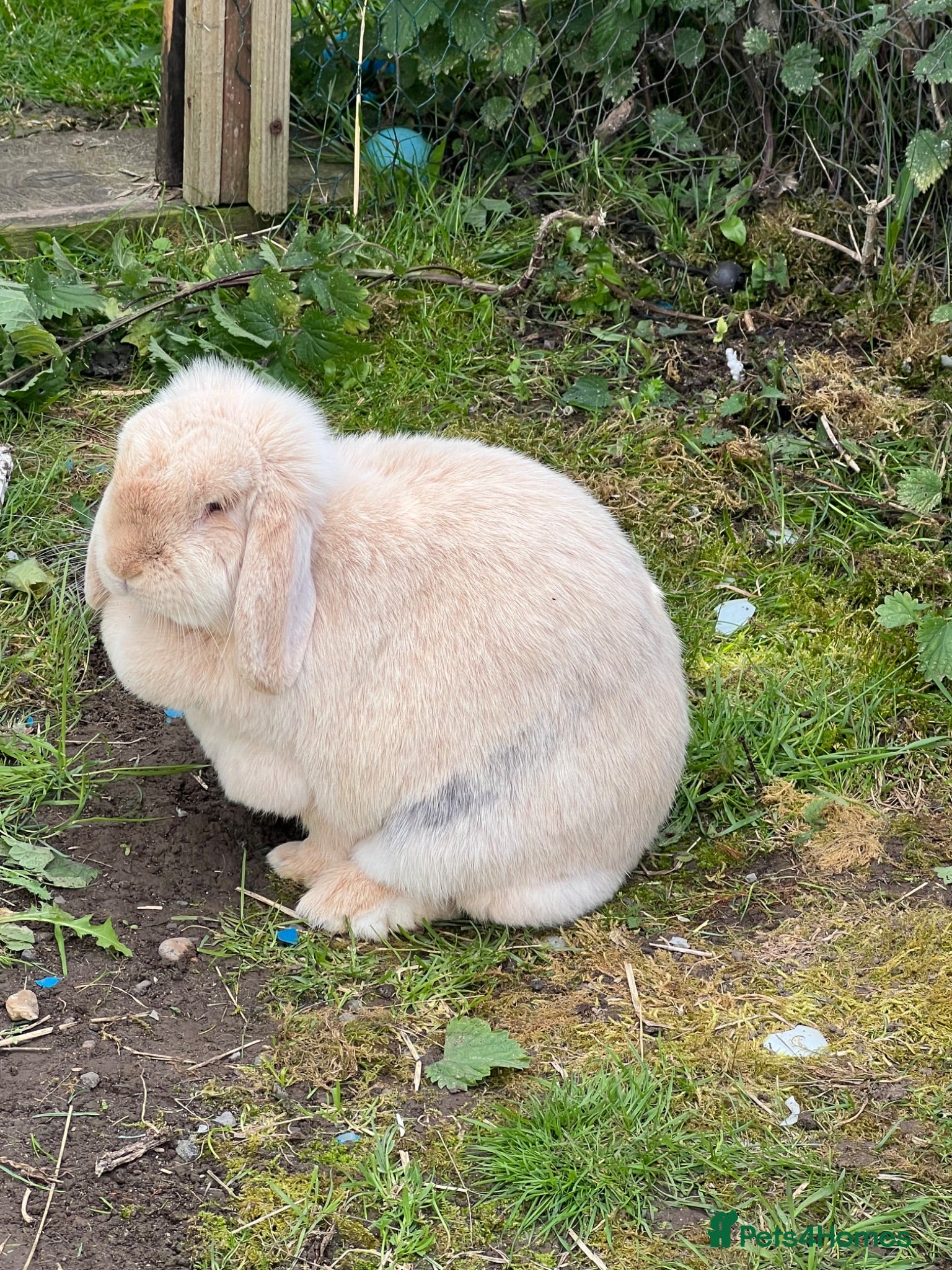 Mini Lop rabbits Cream Mini Lop Female - Advert 1