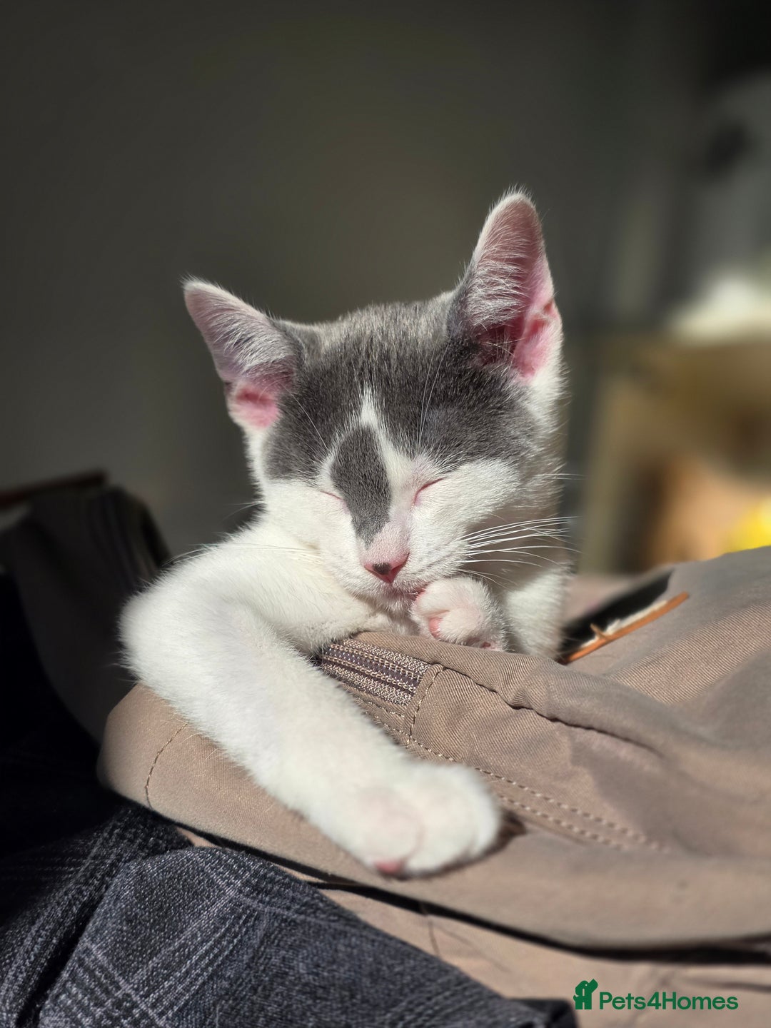 European cats for sale: A little kitten is looking for forever home - Advert 3