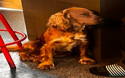 Cocker Spaniel dogs for stud: Proven Working Red Cocker Spaniel STUD - Advert 2