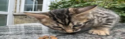 Bengal cats for sale: Bengal x Maine Coon Cross Kittens  - Advert 8