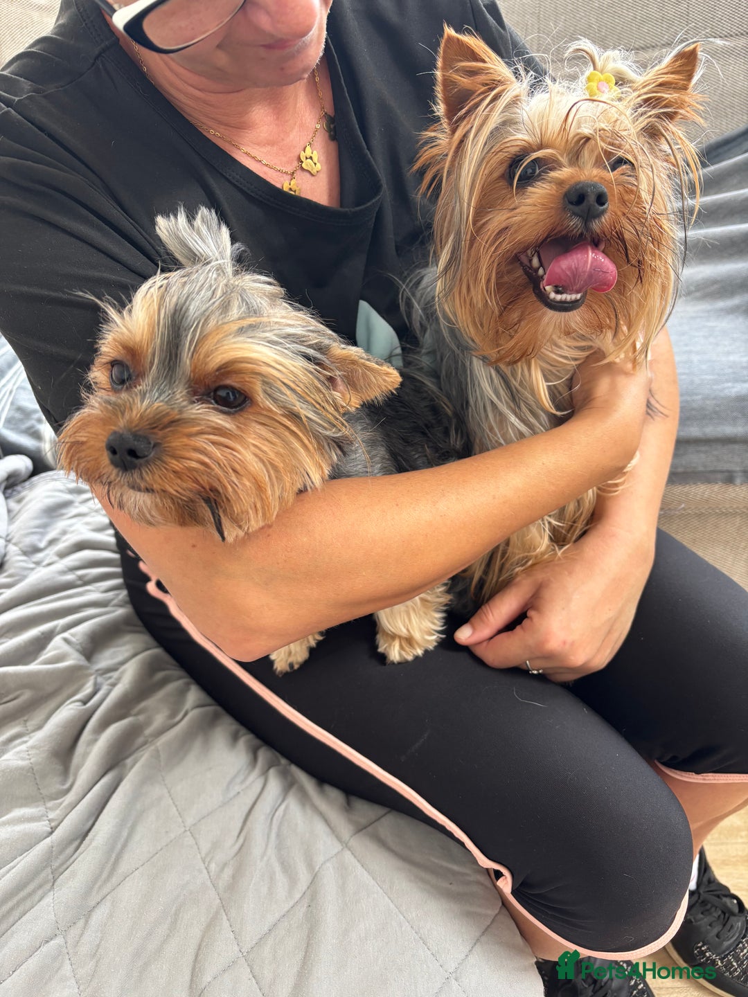 Yorkshire Terrier dogs for sale: ✨ Adorable Yorkshire Terrier Puppies  - Image 12