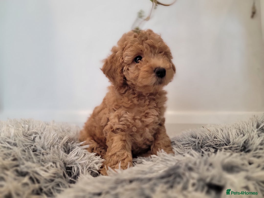 Maltipoo dogs for sale: F1b Maltipoo (Ready to leave now)   - Image 3