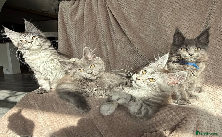 Maine Coon cats in Market Rasen - Advert 11