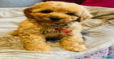 Cockapoo dogs - Advert 9