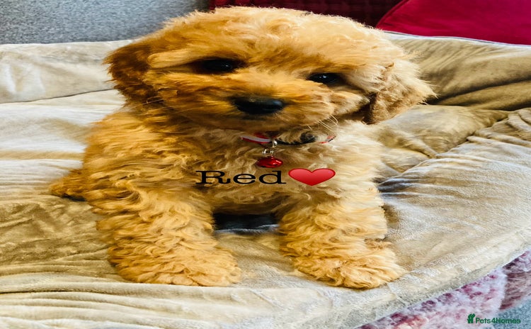 Cockapoo dogs - Advert 1