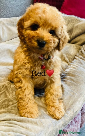 Cockapoo dogs - Advert 1