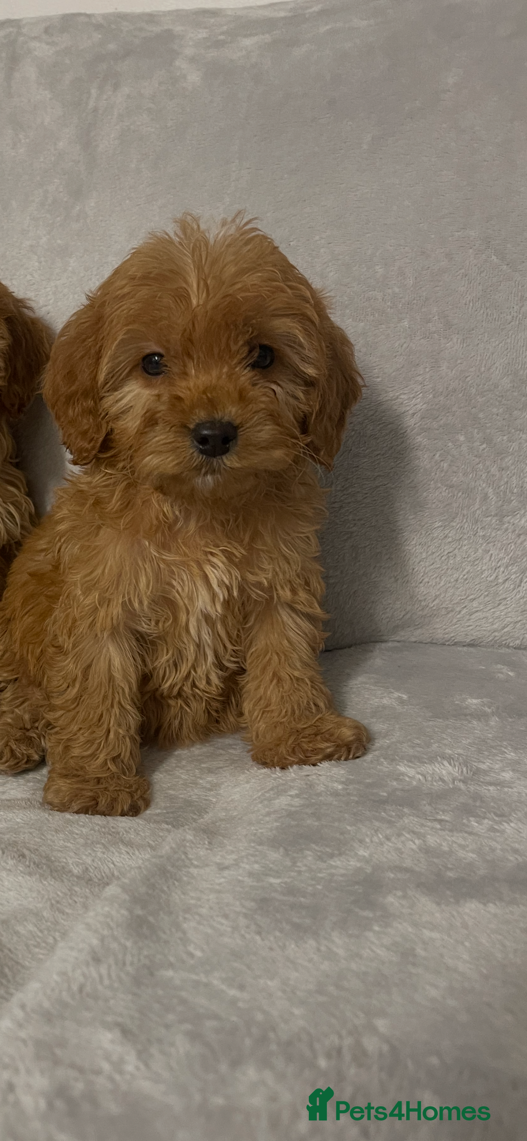 Cockapoo dogs for sale: 5 beautiful cockapoos  - Advert 18
