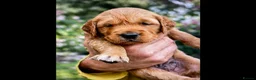 Golden Retriever dogs for sale: Fox red golden retriever puppies  - Advert 8