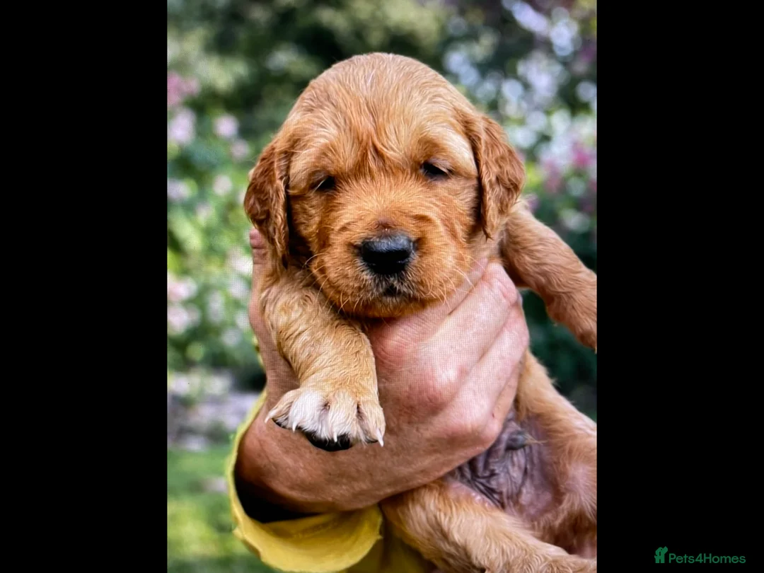 Golden Retriever dogs for sale: Fox red golden retriever puppies  - Advert 8