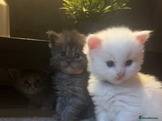 Maine Coon cats Stunning 100% Maine coon kittens for sale - Advert 3