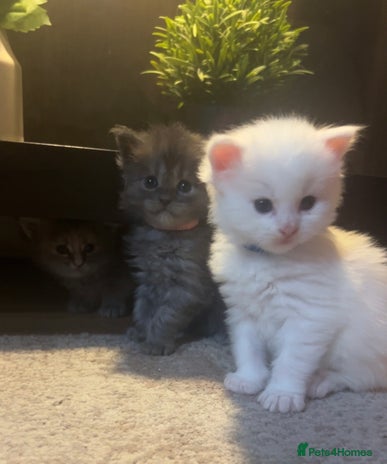 Maine Coon cats Stunning 100% Maine coon kittens for sale - Advert 8