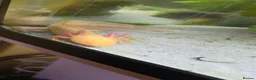 Axolotl reptiles for sale: Two Axalots with Complete set - Advert 6