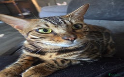 Bengal cats for sale: TICA active female bengal  - Image 3