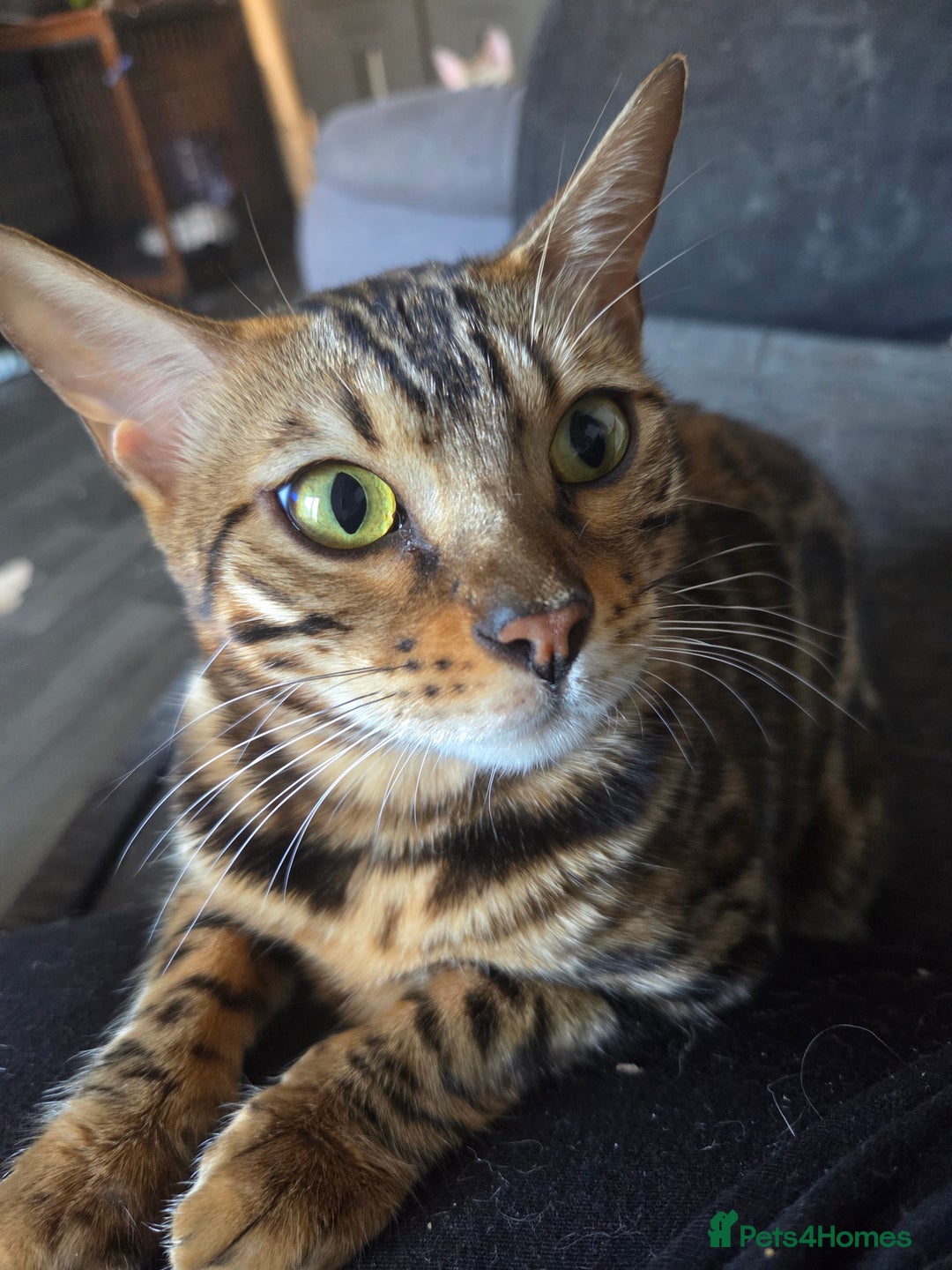 Bengal cats for sale: TICA active female bengal  - Image 3