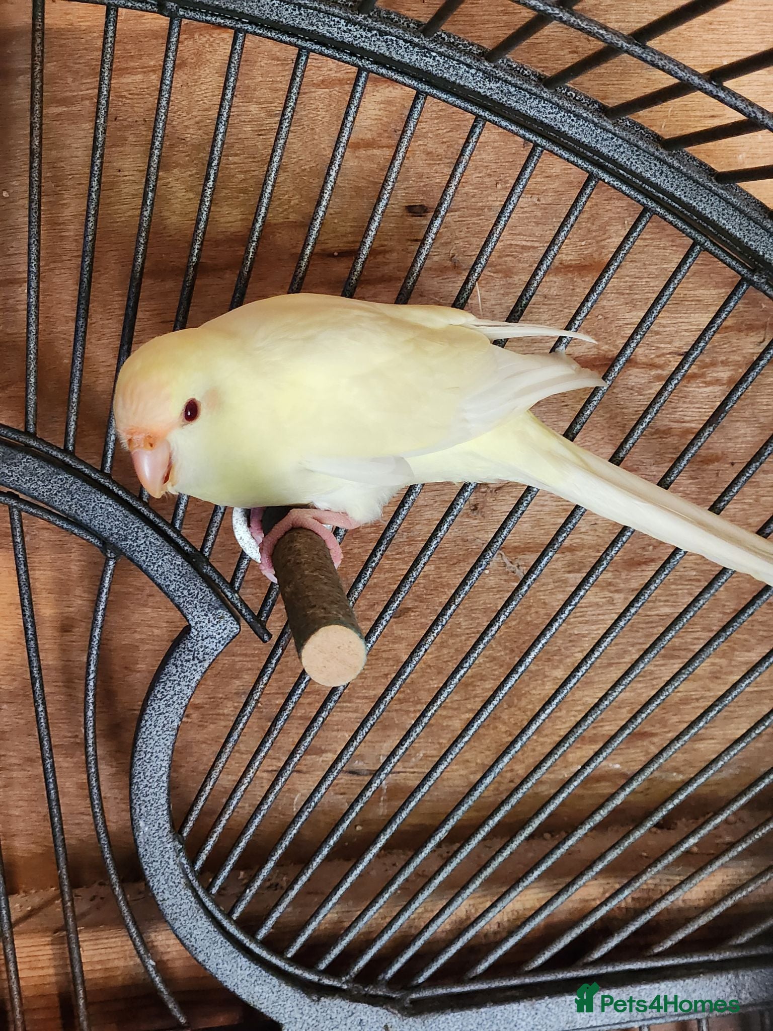 Parakeets birds BEAUTIFUL kAKARIKIS - Advert 10