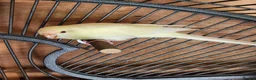 Parakeets birds for sale: BEAUTIFUL kAKARIKIS - Advert 1