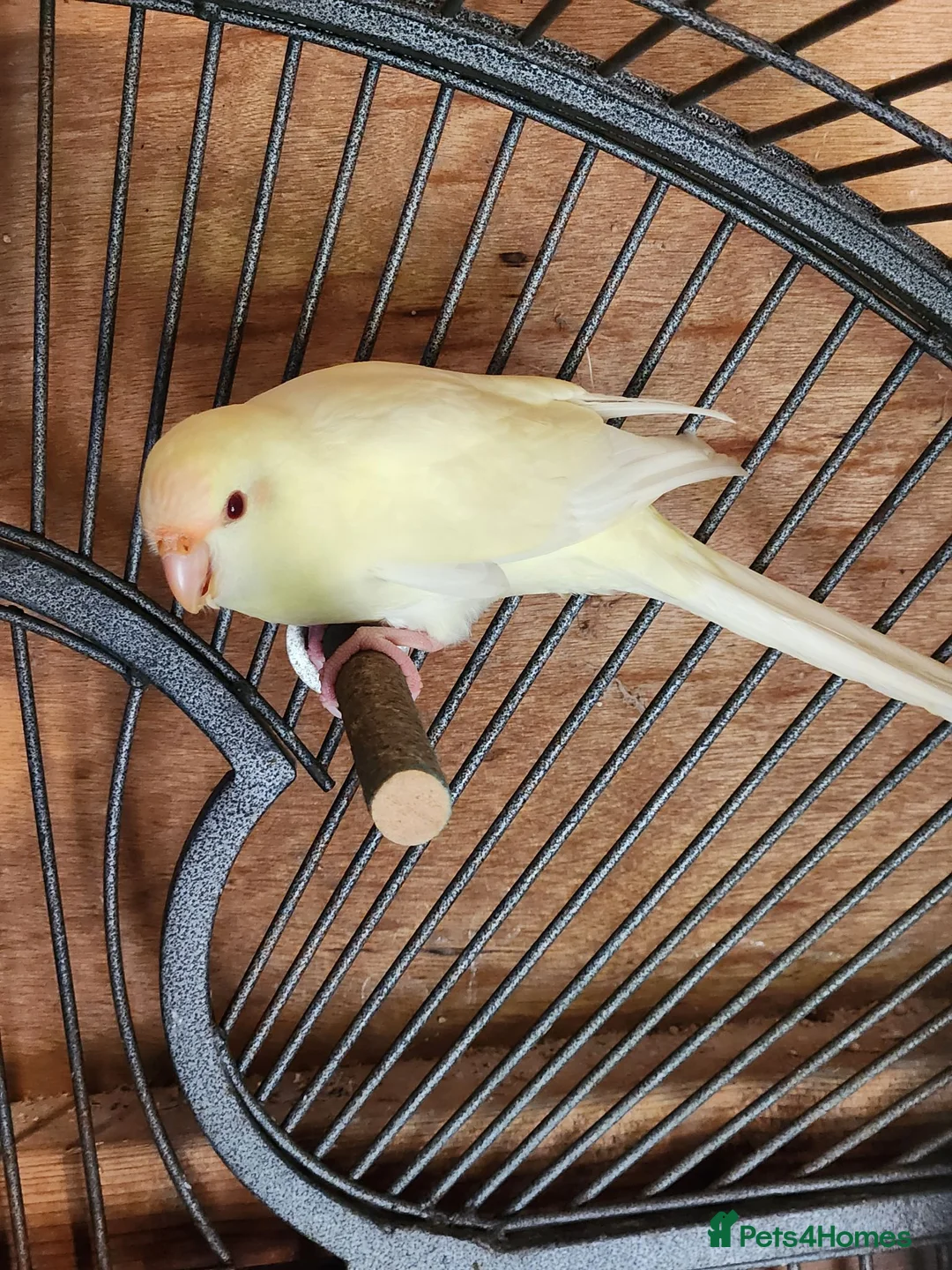 Parakeets birds for sale: BEAUTIFUL kAKARIKIS - Advert 1