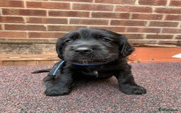 Cocker Spaniel dogs for sale: cocker spaniel pups ready for reserve - Image 7