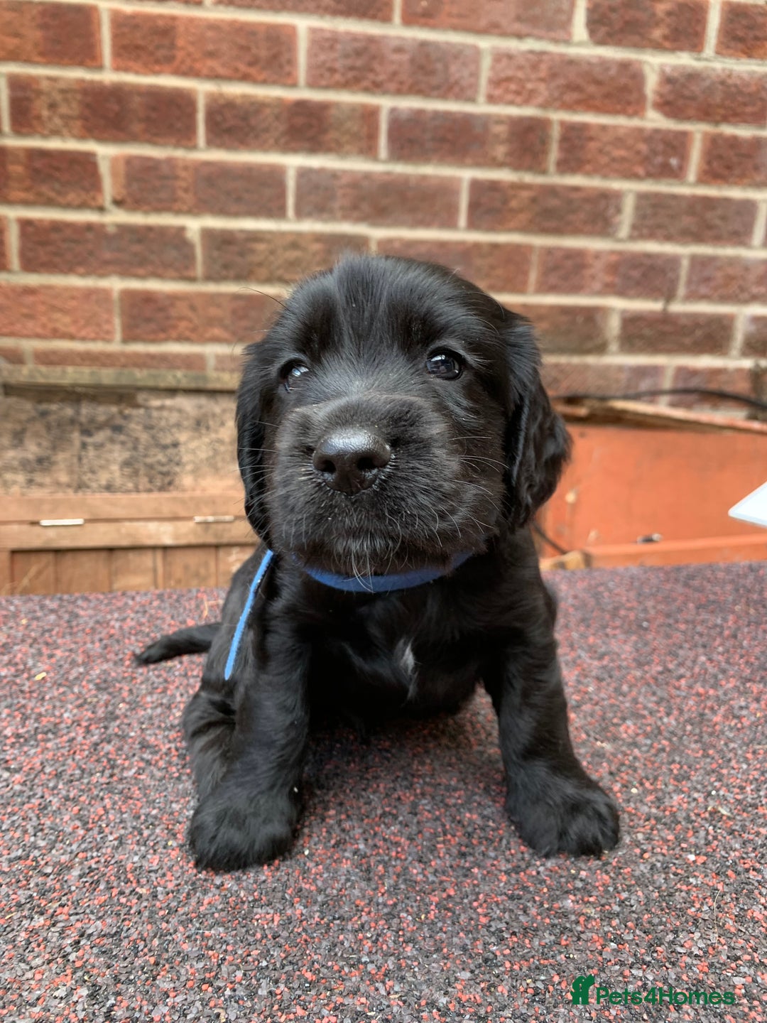 Cocker Spaniel dogs for sale: cocker spaniel pups ready for reserve - Image 7