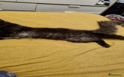 Maine Coon cats for stud: STUD ONLY  Maine Coon 9kg Russian Lines Proven - Image 9