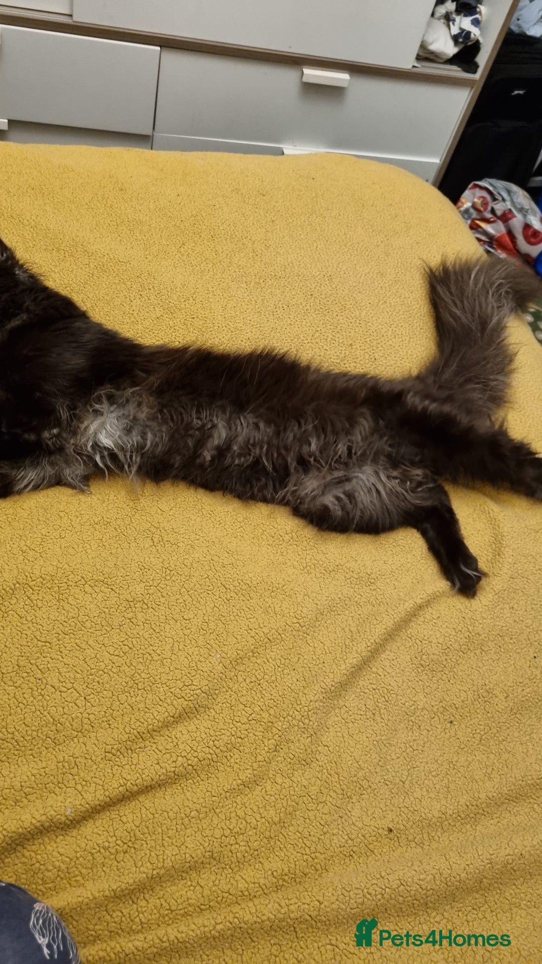 Maine Coon cats for stud: STUD ONLY  Maine Coon 9kg Russian Lines Proven - Image 9