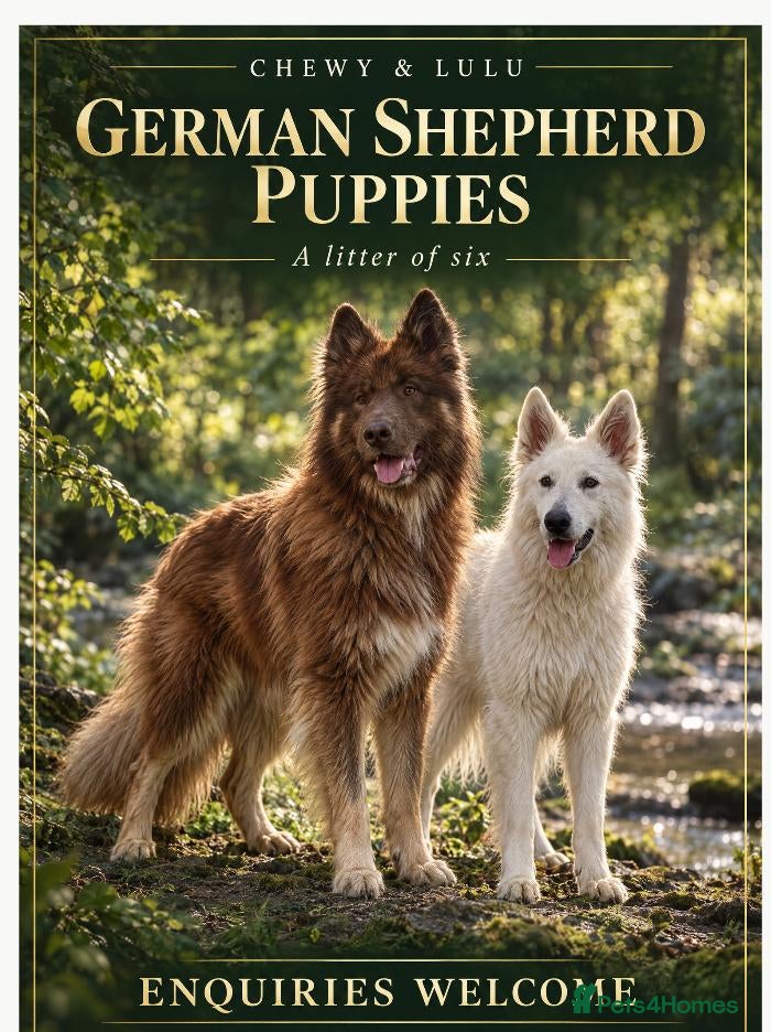 Mixed Breed dogs German Shepherd x White Swiss Shepherd - Advert 1