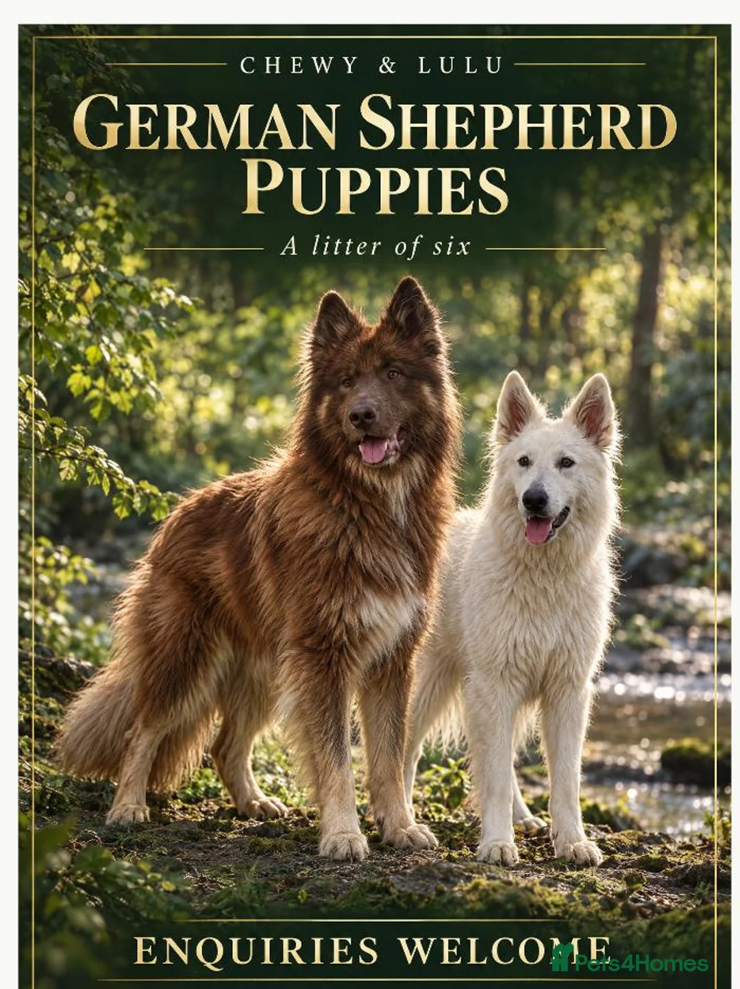 Mixed Breed dogs for sale: German Shepherd x White Swiss Shepherd - Advert 1