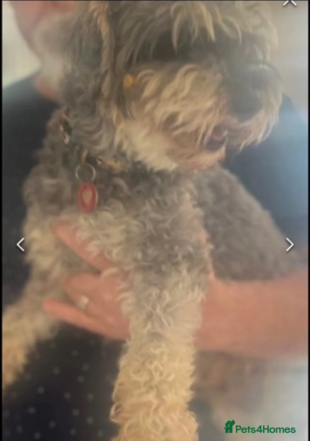 Schnoodle dogs for sale: 💙🐾Stanley🐾💙 The Schnauzer/Schnoodle🐾💙 - Advert 2
