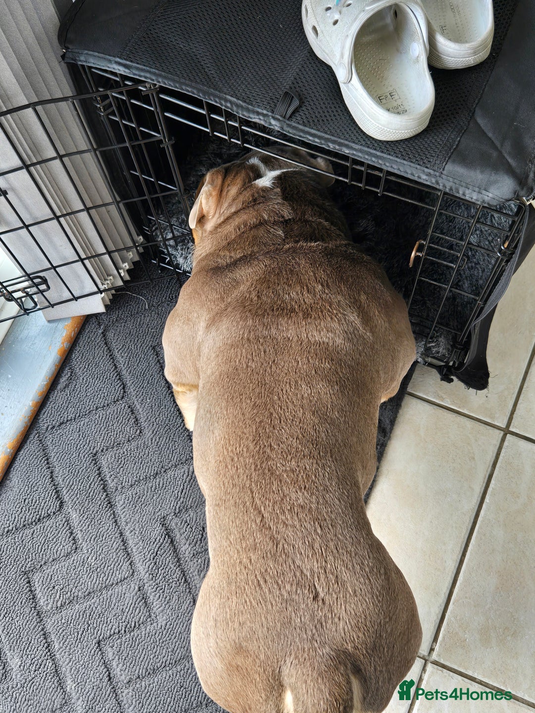 English Bulldog dogs for stud: RUBBLE FOR STUD - Advert 6