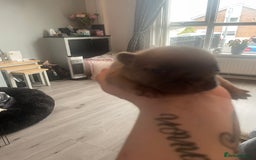 French Bulldog dogs for sale: 9 Day old French Bulldog Puppies - Image 23