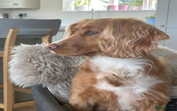 Cocker Spaniel dogs for sale: Exceptionally well bred puppies  - Image 7