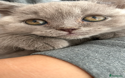 Mixed Breed cats for sale: British shorthair Lilac boy ready now - Image 5