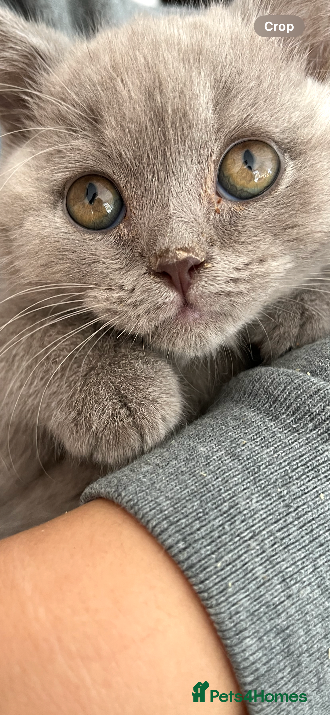 Mixed Breed cats for sale: British shorthair Lilac boy ready now - Image 5