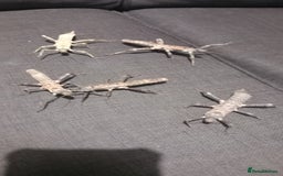 Stick Insects invertebrates for sale: Adult Eurycantha Calcerata Pairs - Advert 5